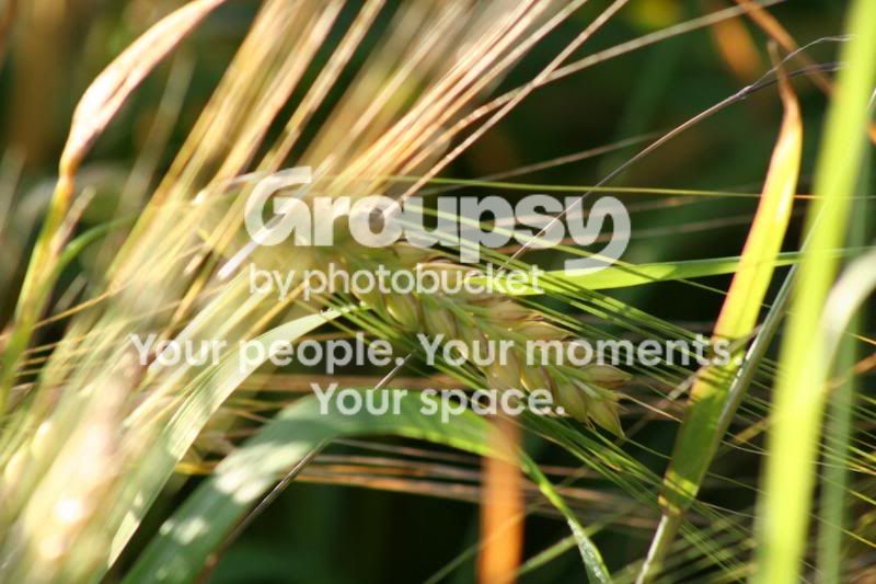 JPGIMG_4279.jpg