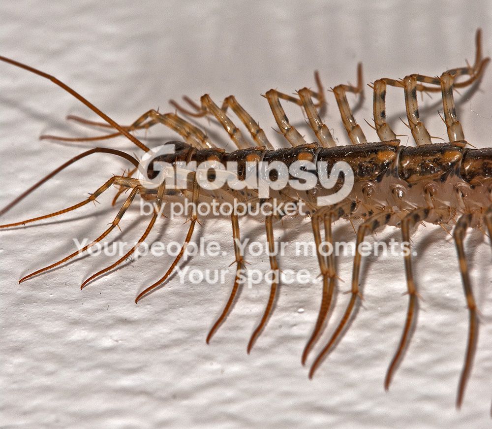 HouseCentipede004copy.jpg