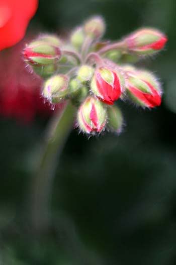 geraniumbuds_5432share.jpg