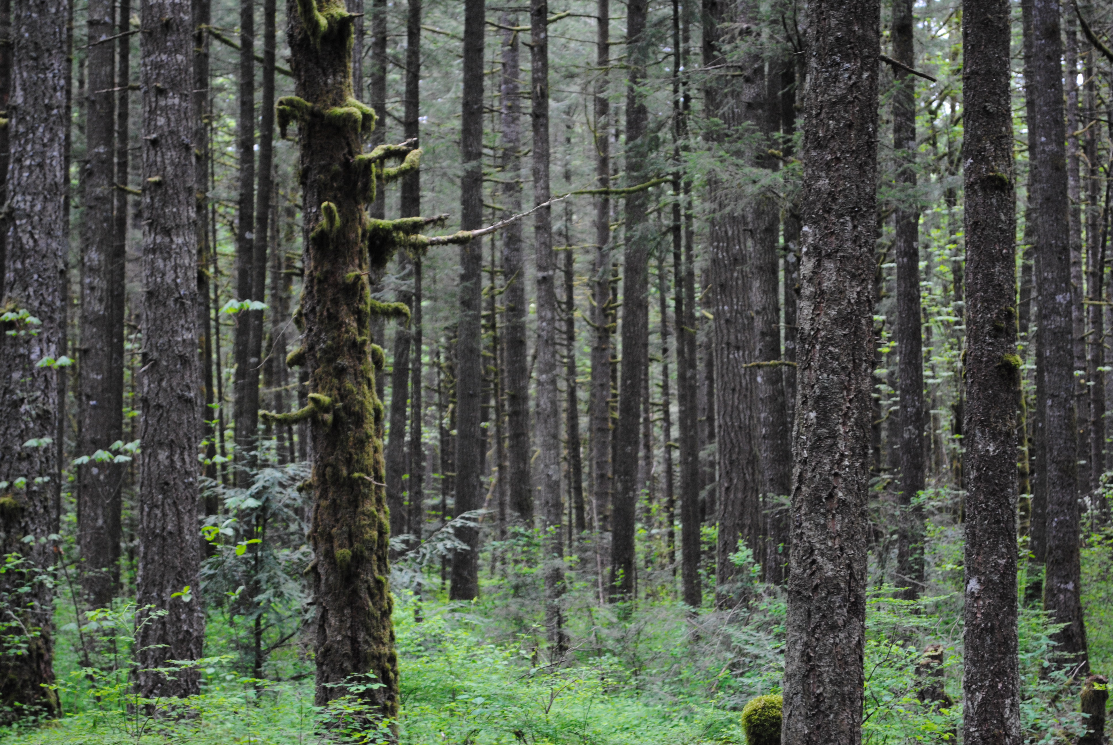 greenery_by_snow_fx-d3h5j6b.jpg