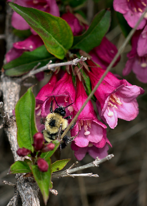 bee_001.jpg
