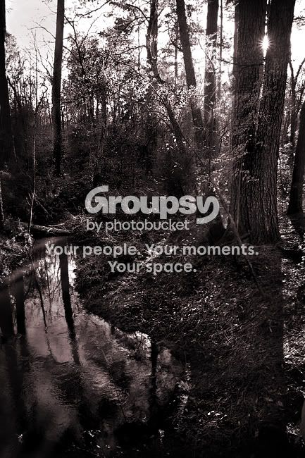 forest-sm.jpg