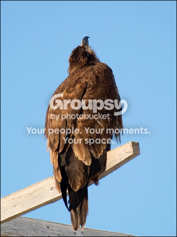 eagleprey1.jpg