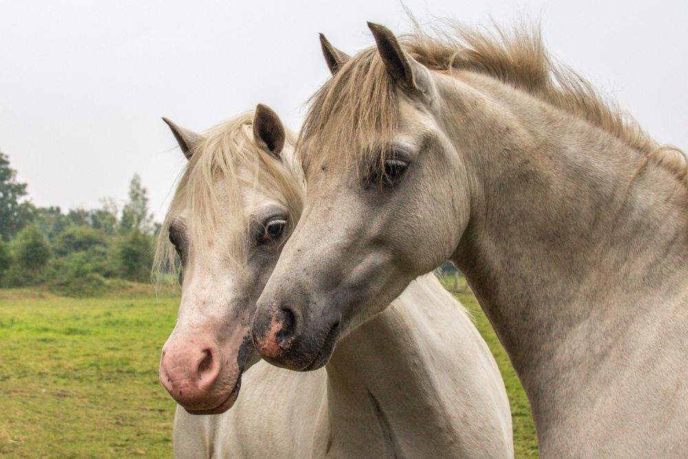 Ponies1_zps7166eab6.jpg