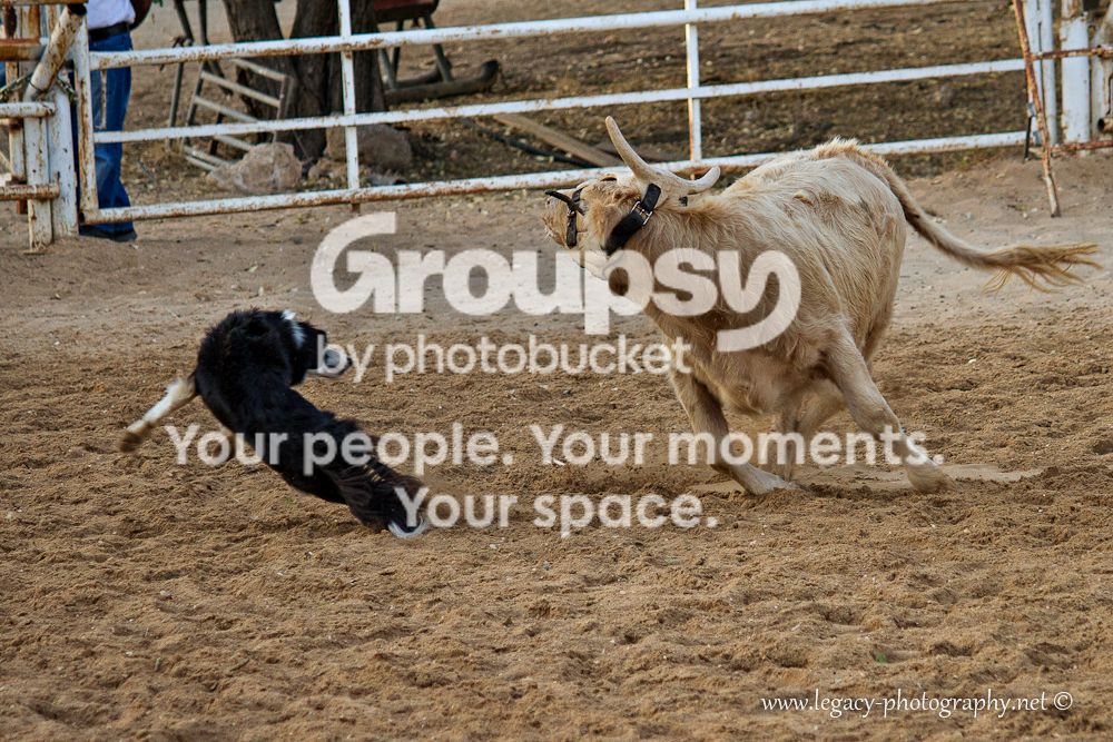 Cowchasingdog.jpg