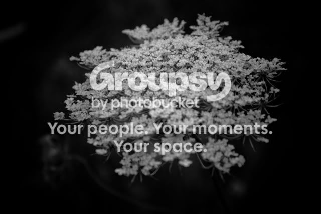 flower3.jpg