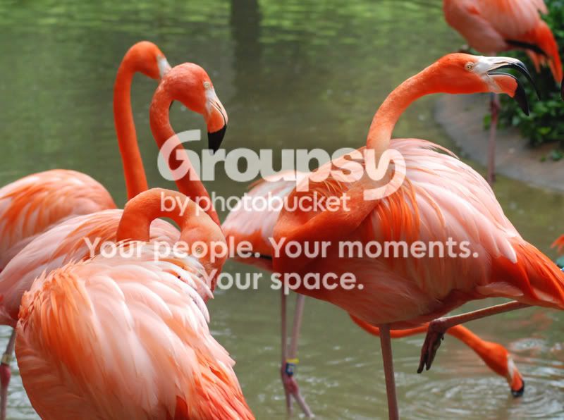 Flamingo.jpg