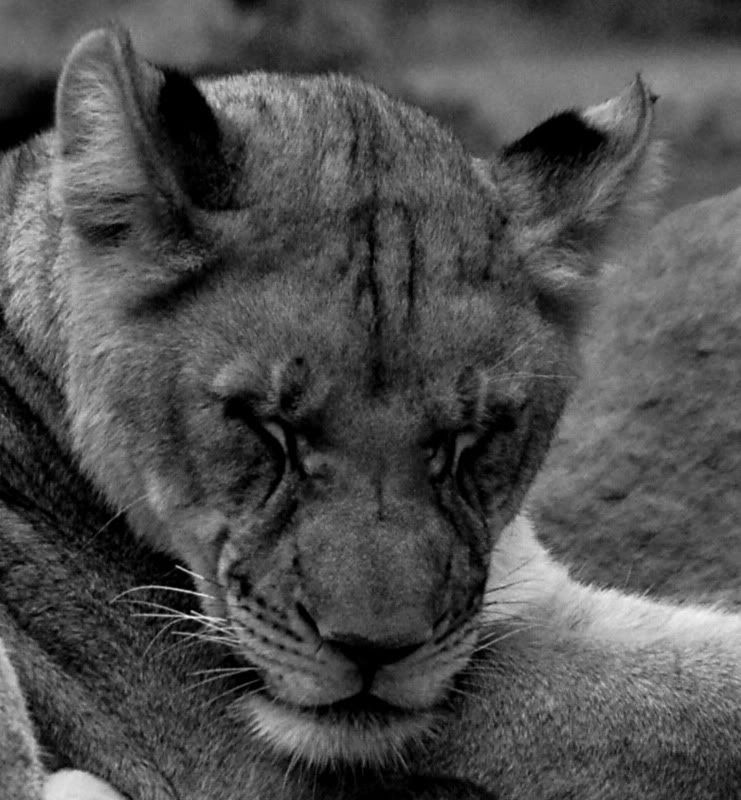 Lion2.jpg