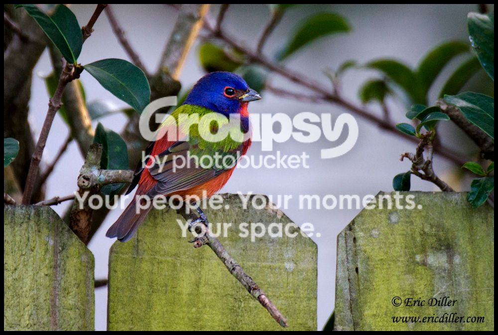 ECD_4486copy1000.jpg