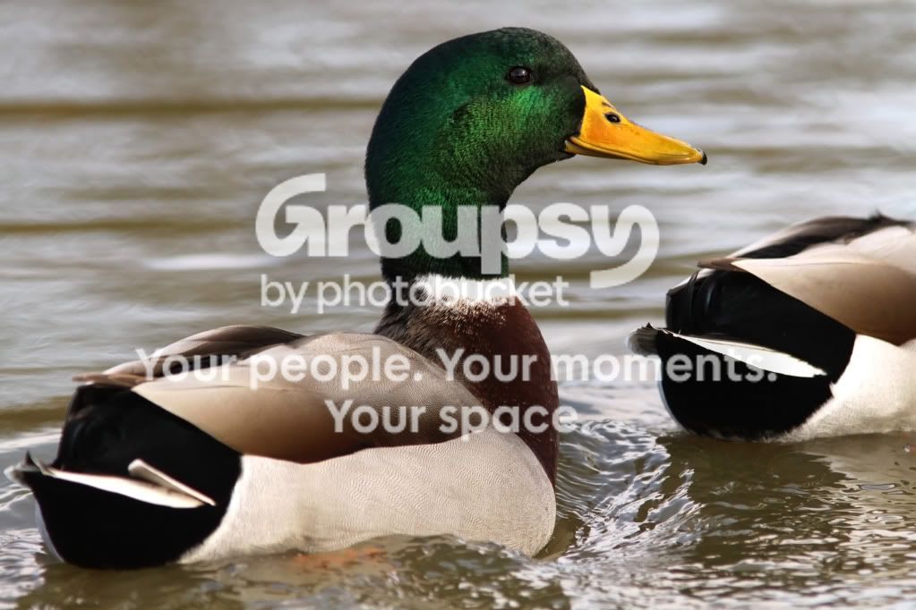 duck1.jpg