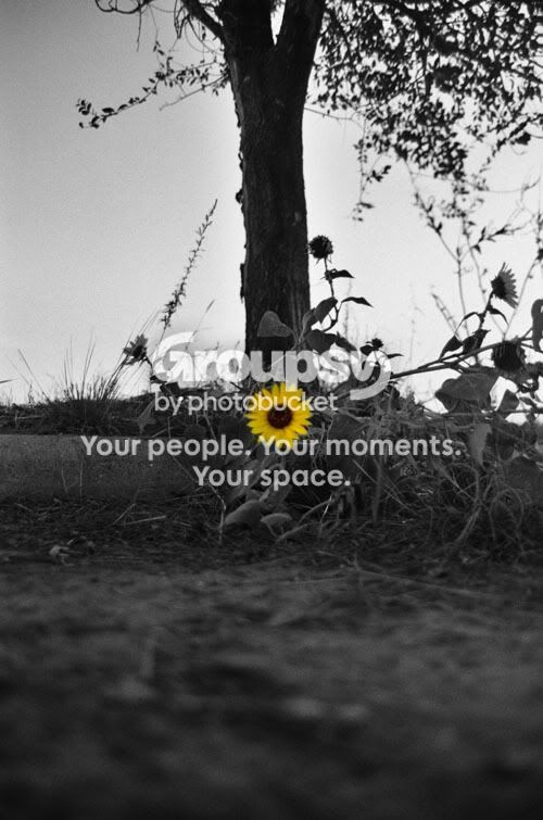 yellowflowercopy.jpg
