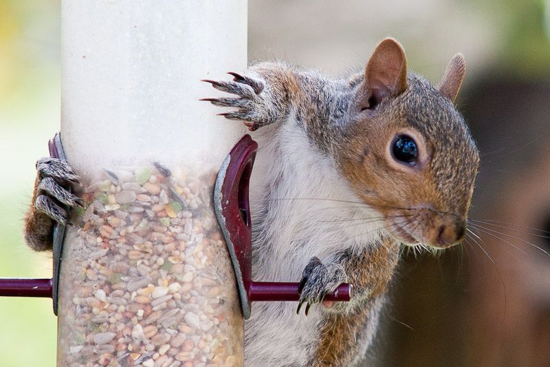 191010squizzle2.jpg