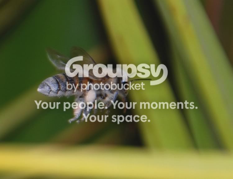 3beeflight.jpg