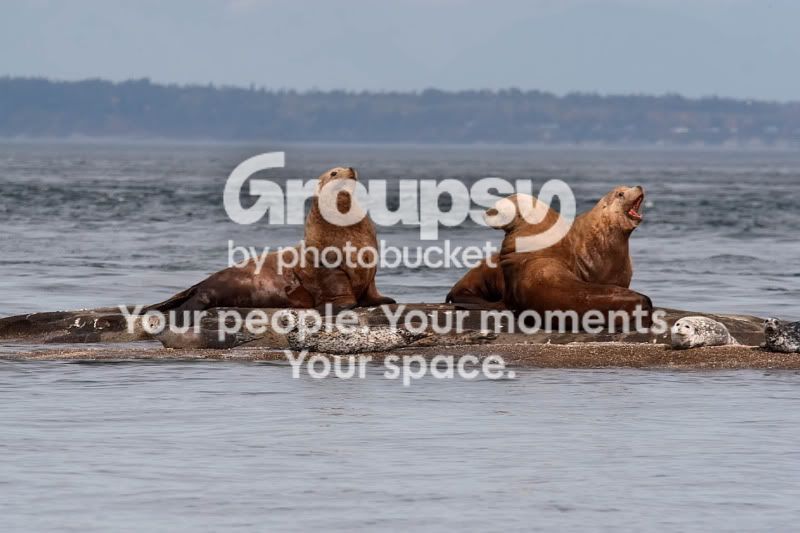 sealsandsealions.jpg