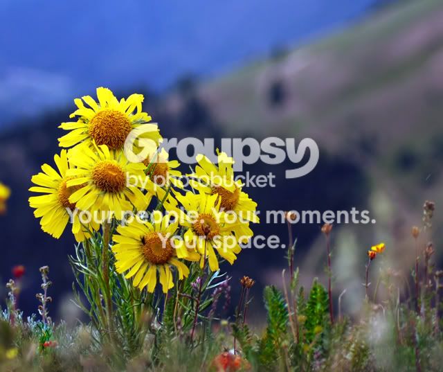 flower69.jpg