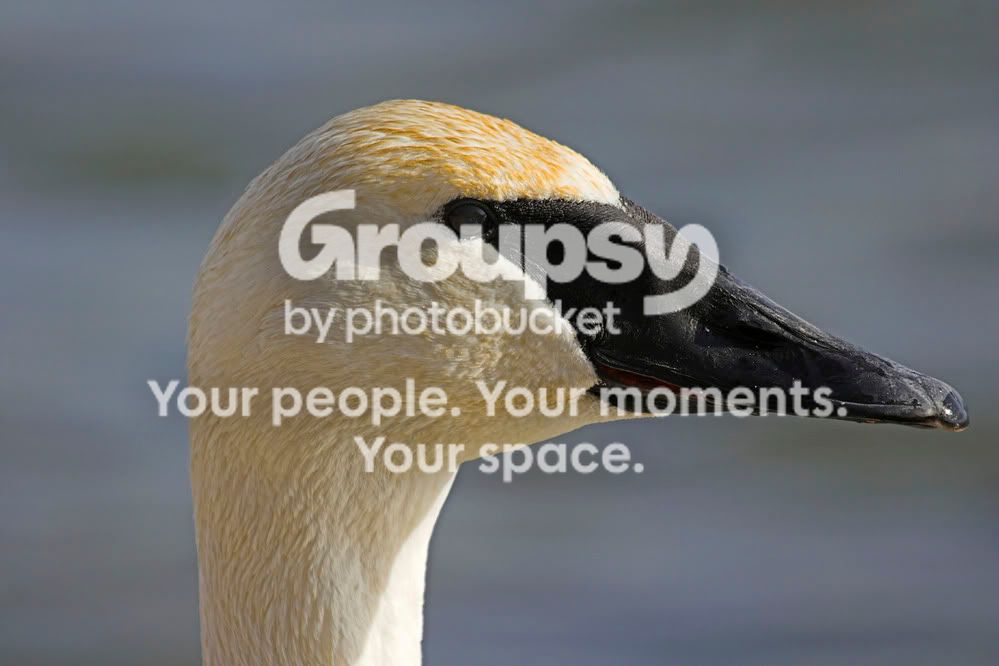 TrumpeterSwan3a.jpg