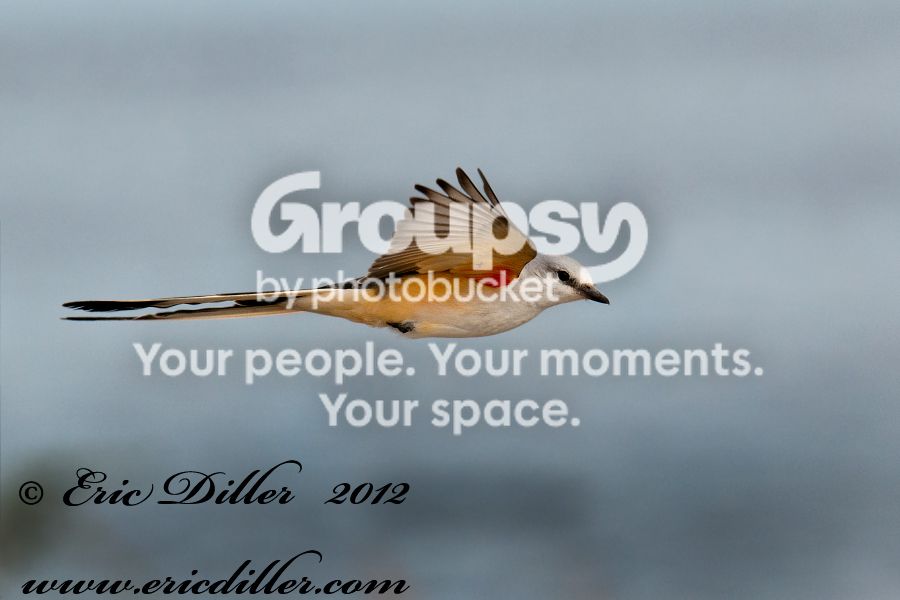 _ECD5540-copy900-1.jpg
