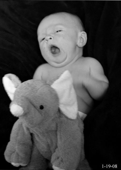 elephant.jpg