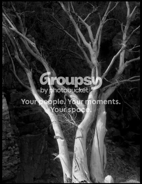 tree.jpg