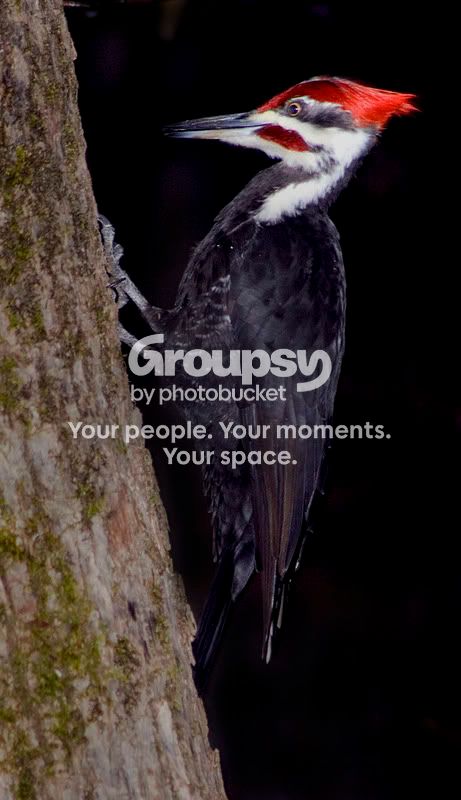 Updatedwoodpecker.jpg
