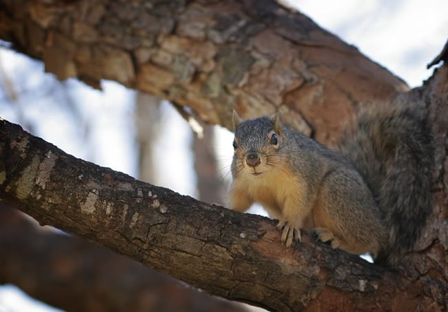 squirrel-sm.jpg
