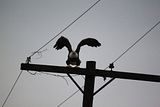 th_baldeagle097.jpg