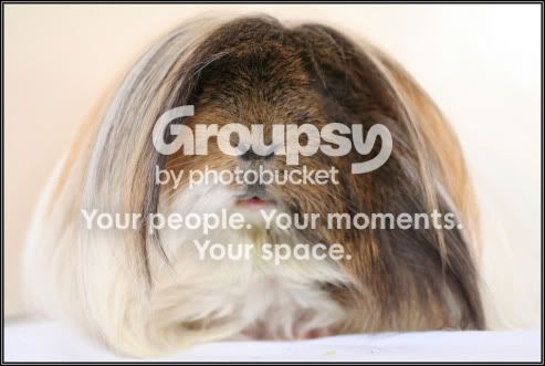 FluffyFrontal.jpg