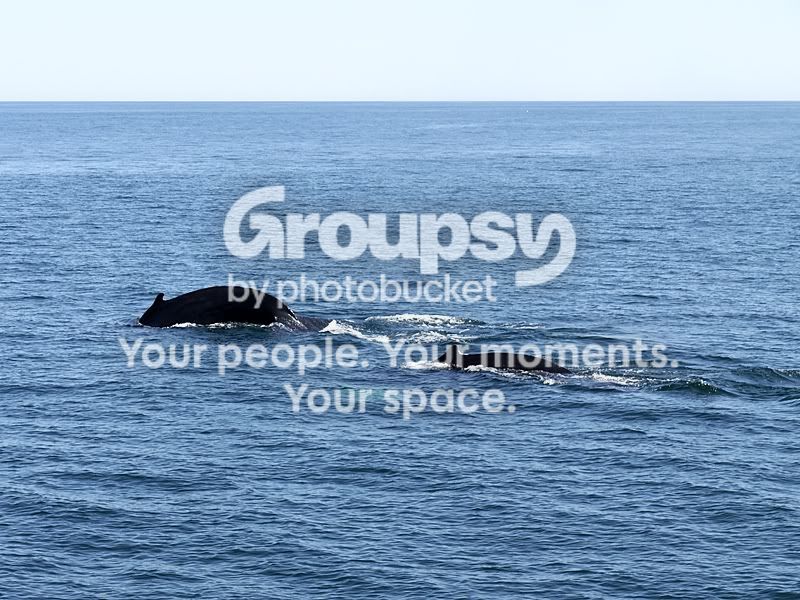 P1000658sm-Copy.jpg