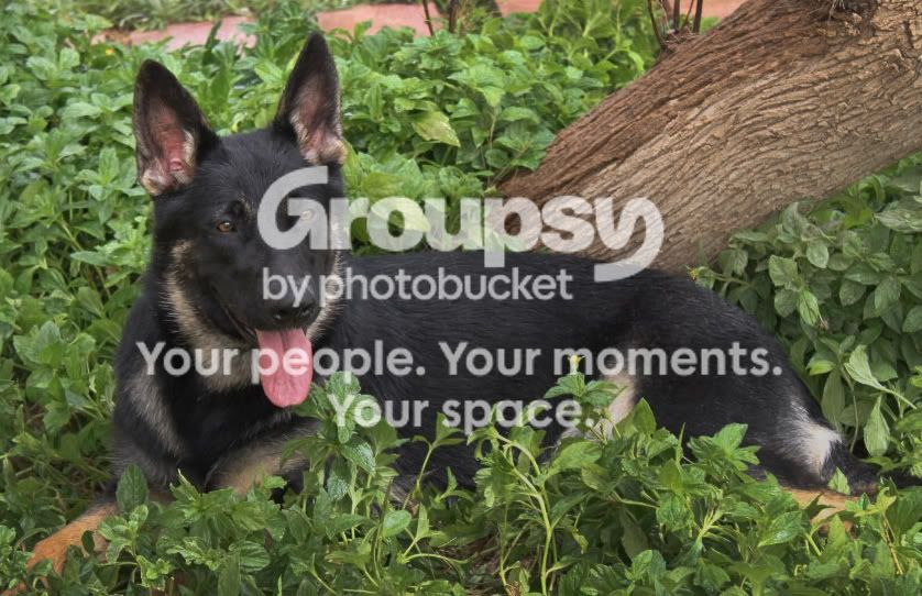 doggy.jpg