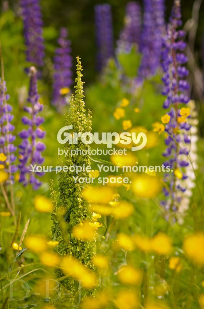 Lupins.jpg