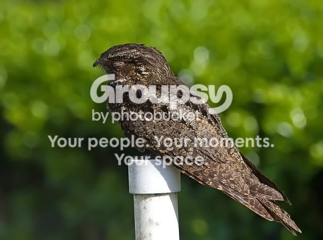 chucks-will-widow-on-post-3_RS.jpg
