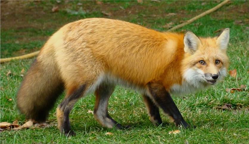 foxtoprint-1.jpg