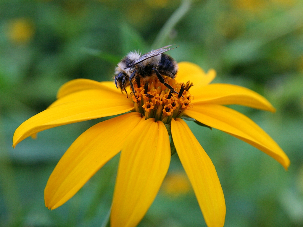 honeybee1.jpg