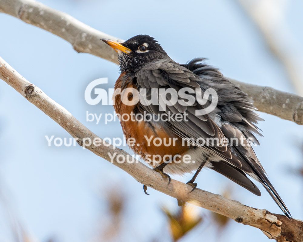 robin2_zpsfbb8e7a8.jpg