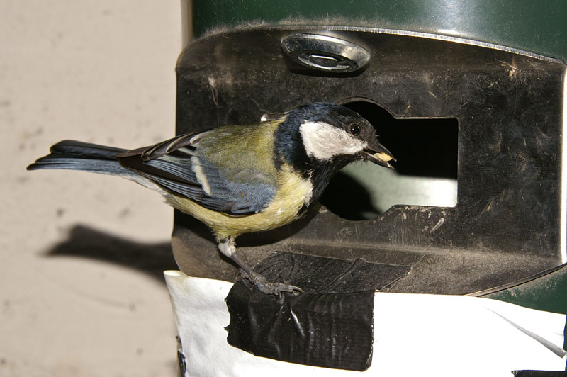 great_tit_01.jpg