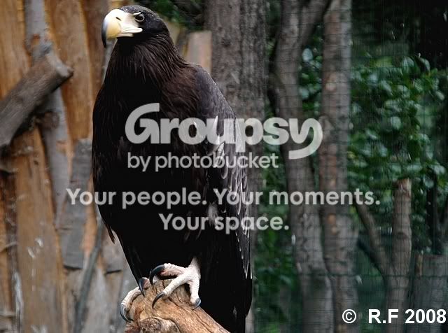 birdofprey2-1.jpg