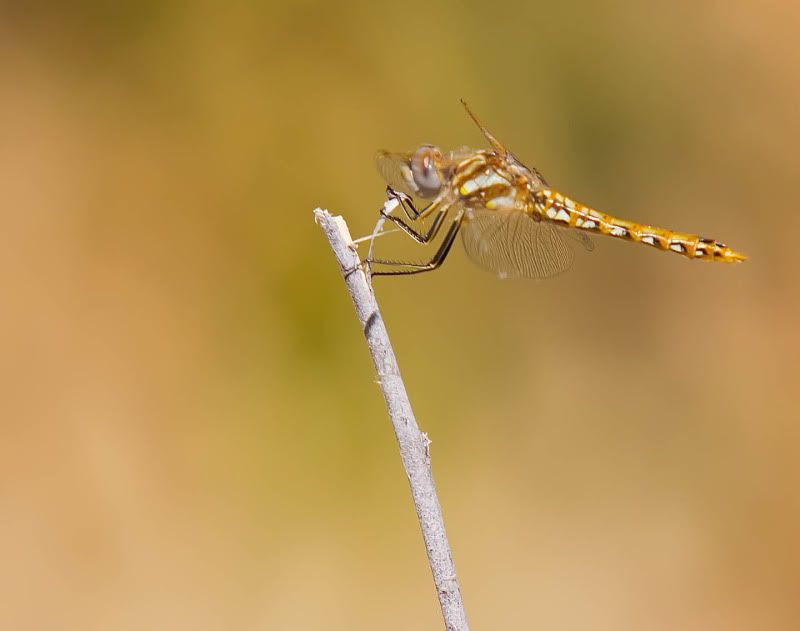 IMG_6786-Edit.jpg