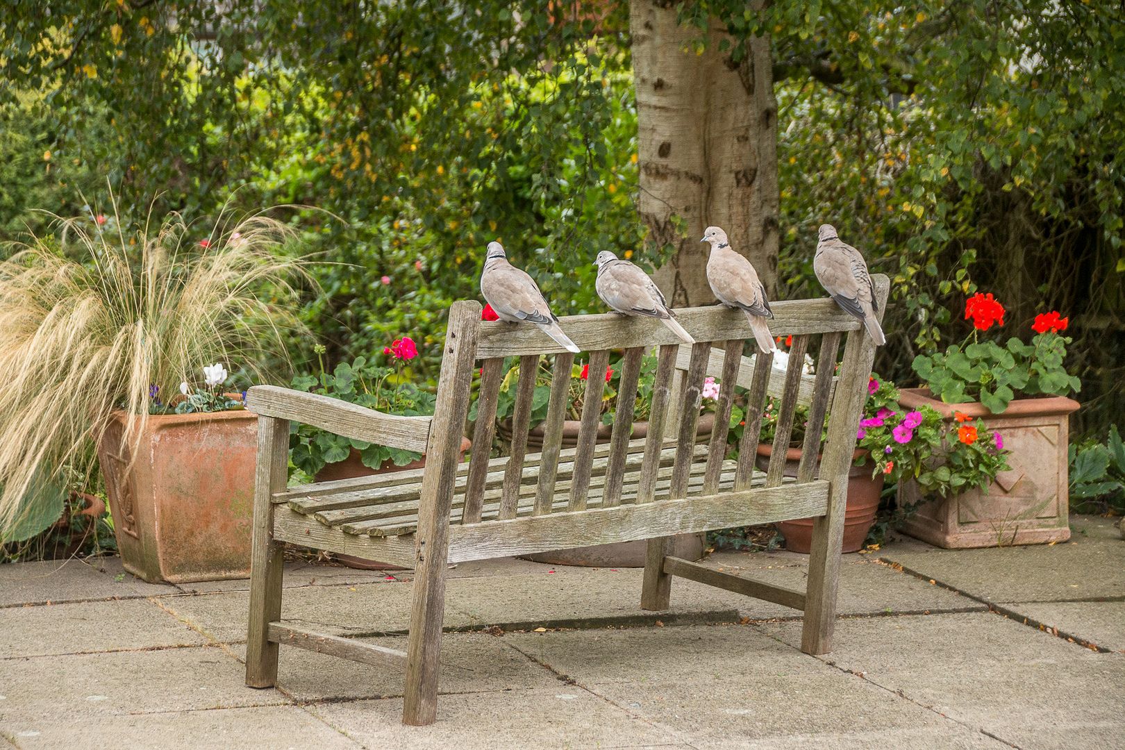 Doves1_zpsxd5ojvdi.jpg
