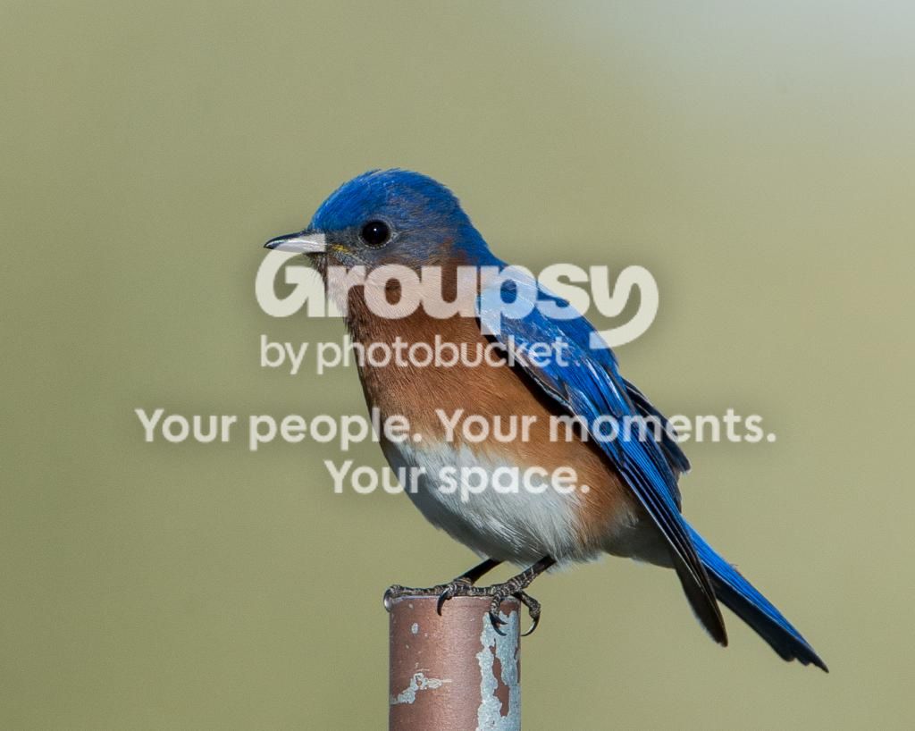 BlueBird4_zps459b22d9.jpg