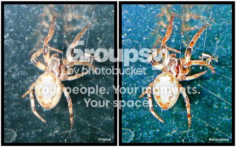 twospiders.jpg