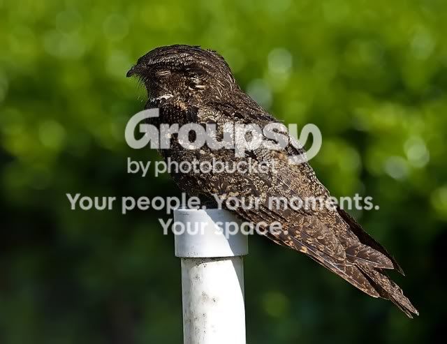 chucks-will-widow-on-post_RS.jpg