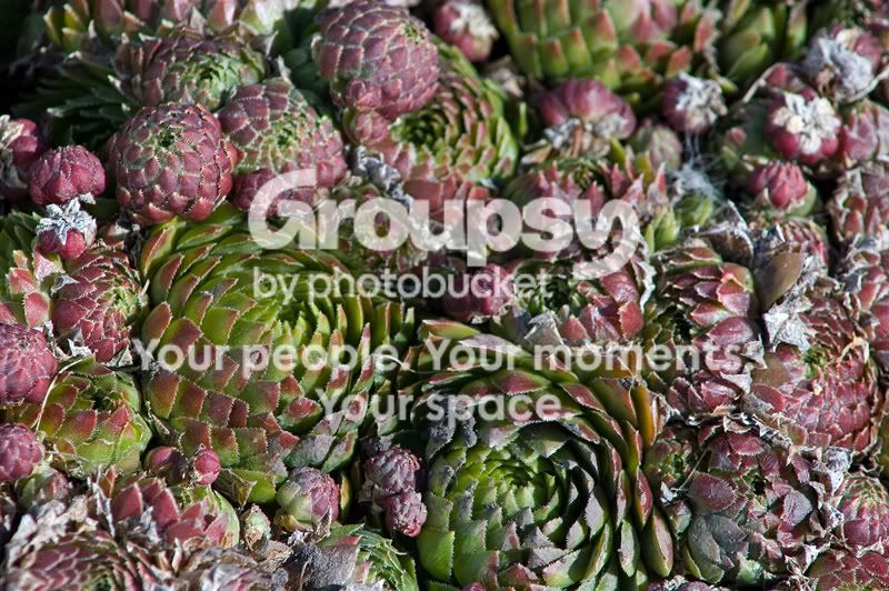 plant2.jpg