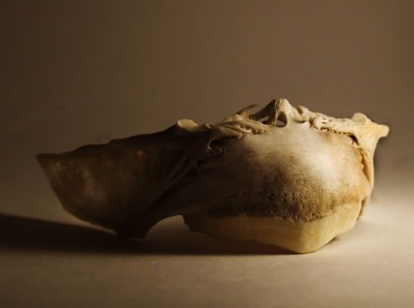 FishBone.jpg