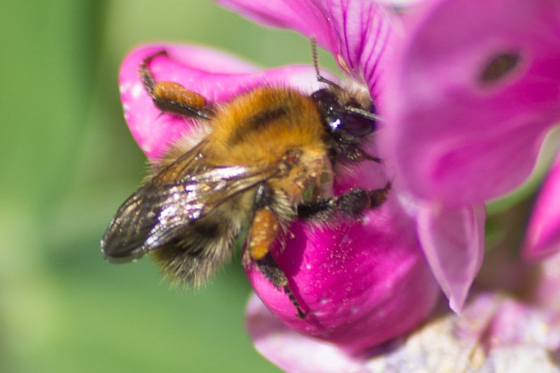 macro-10.jpg