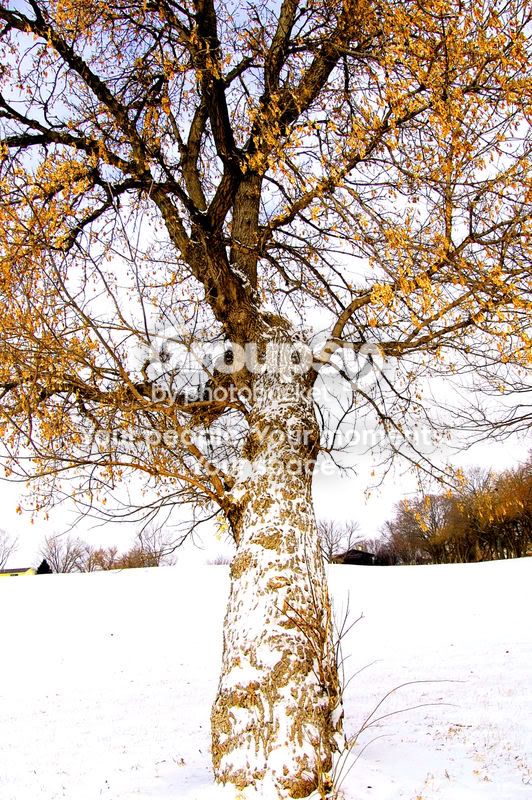 winter-174.jpg