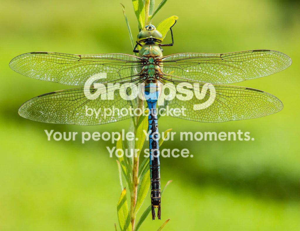 Blue-GreenDragonflySAU092712-1.jpg