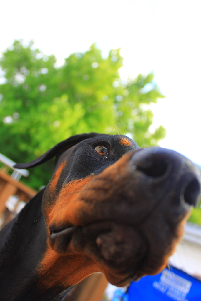4628100165_2e16bcc997_b.jpg