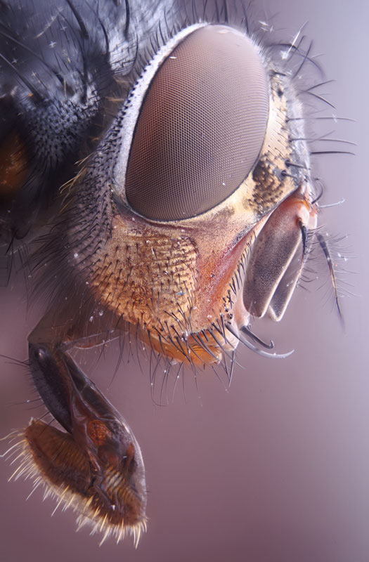fly14.jpg