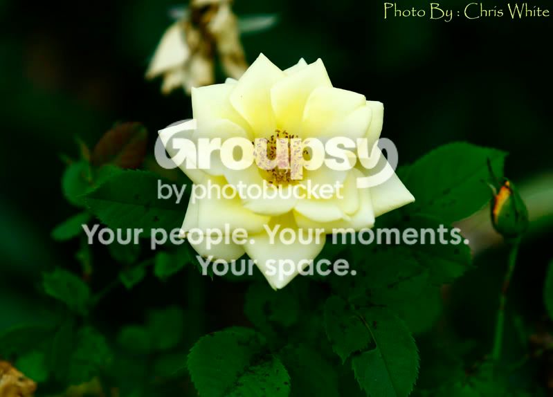 YellowFlowerCrop2.jpg
