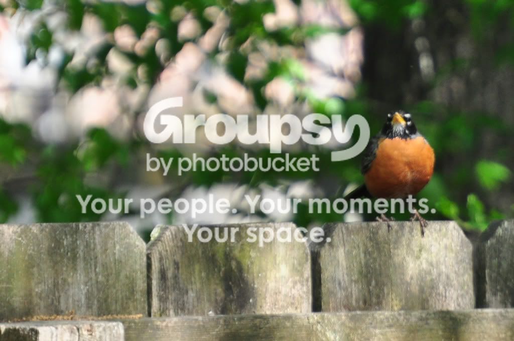 bird3.jpg